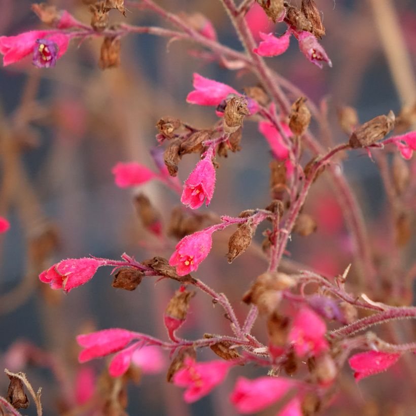 Heuchère Snowy Panky (Flowering)