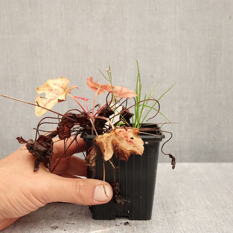Spécimen de Heucherella Copper Cascade Godet de 8/9 cm tel que livré en automne