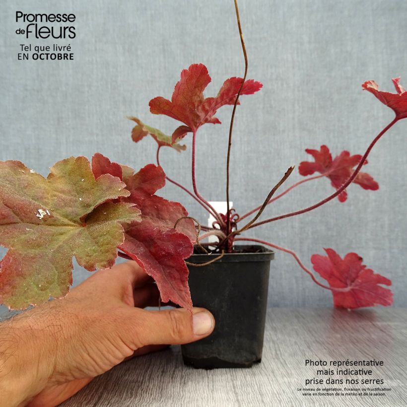 Spécimen de Heucherella Red Rover Godet de 8/9 cm tel que livré en automne