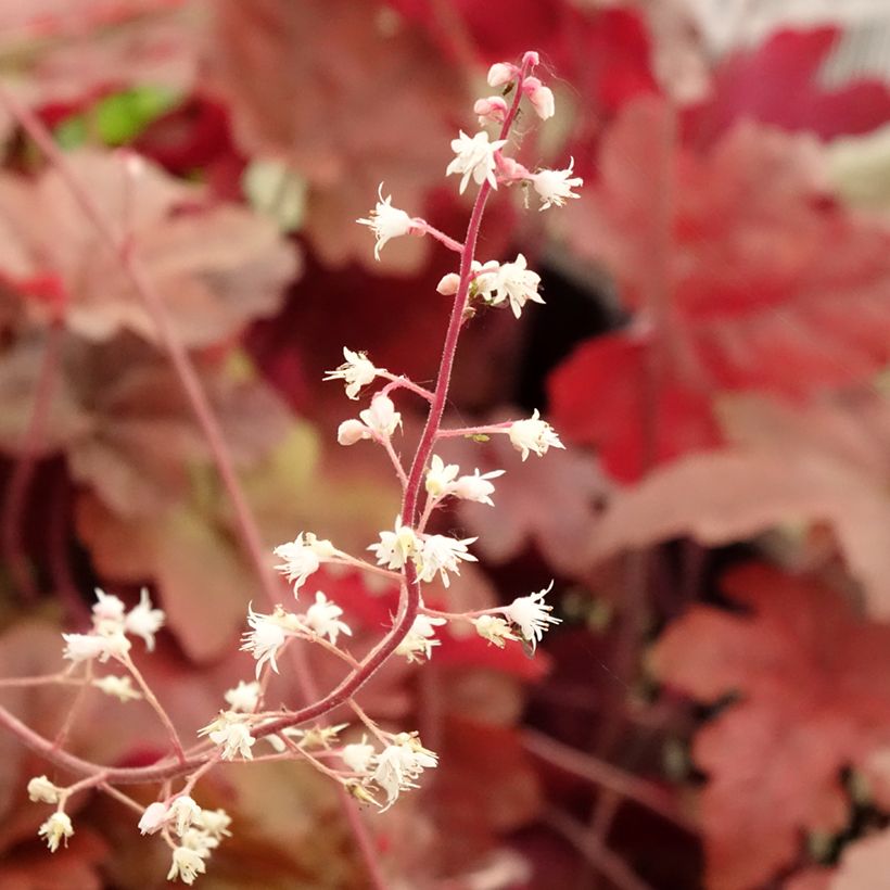 Heucherella Red Rover (Floraison)