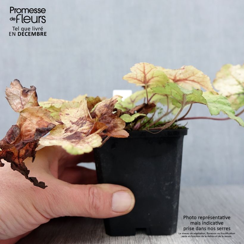 Spécimen de Heucherella Stoplight Godet de 8/9 cm tel que livré en automne