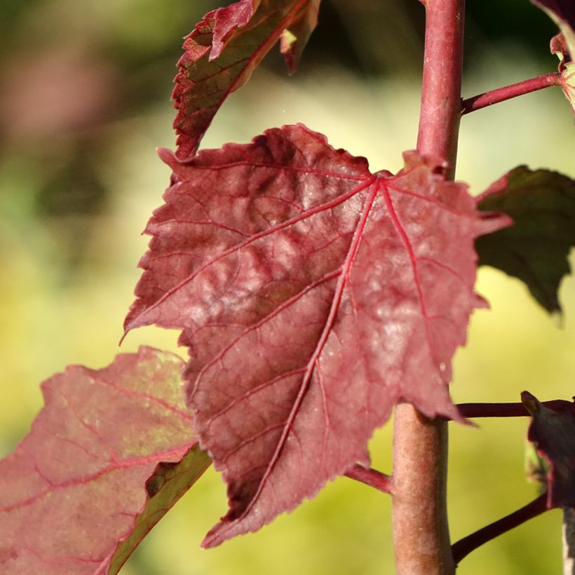 Hibiscus moscheutos Carousel Ghost - Hibiscus des marais (Feuillage)
