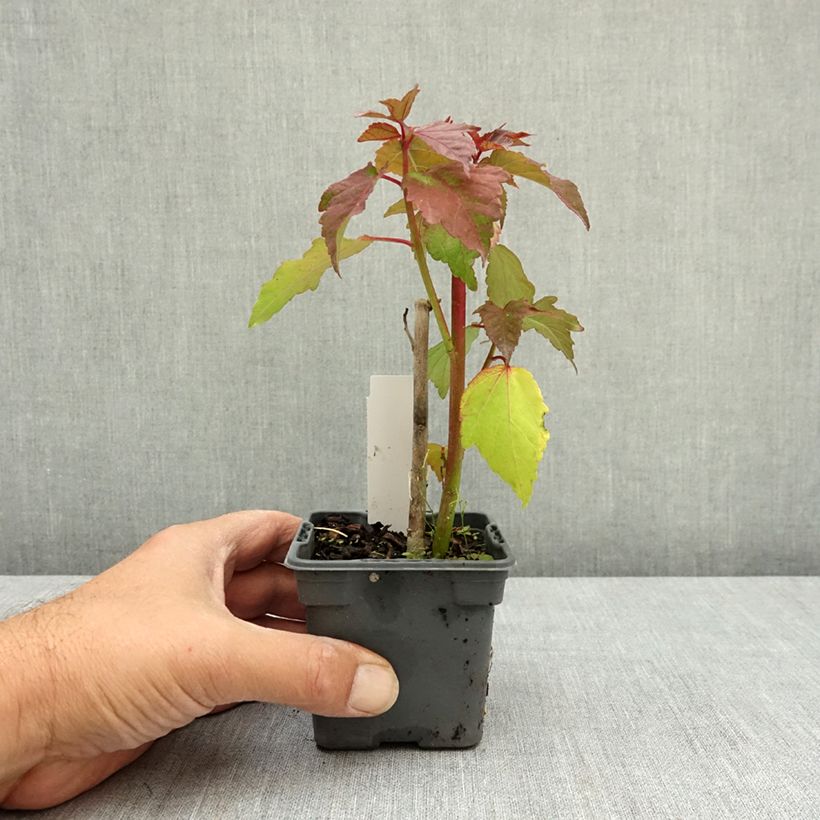 Spécimen de Hibiscus moscheutos Carousel Ghost - Hibiscus des marais Godet de 8/9 cm tel que livré en été