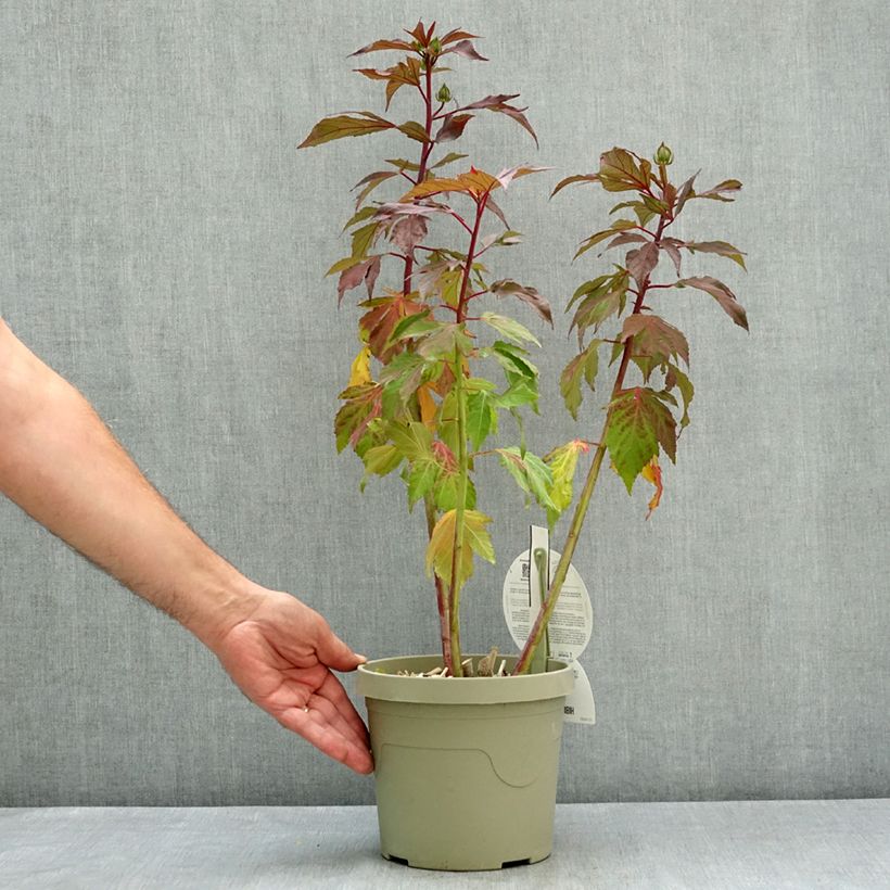 Spécimen de Hibiscus moscheutos Carousel Ghost - Hibiscus des marais Pot de 3L/4L tel que livré en été