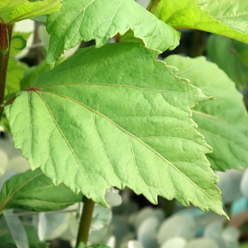 Hibiscus moscheutos Cherry Cheesecake - Hibiscus des marais (Feuillage)