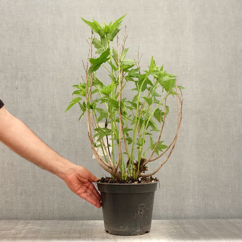 Example of Hibiscus moscheutos Fujin - Hibiscus des marais nain Pot de 4L/5L as you get in printemps