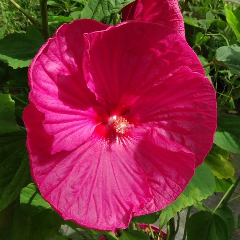 Hibiscus moscheutos Rose - Hibiscus des marais (Flowering)