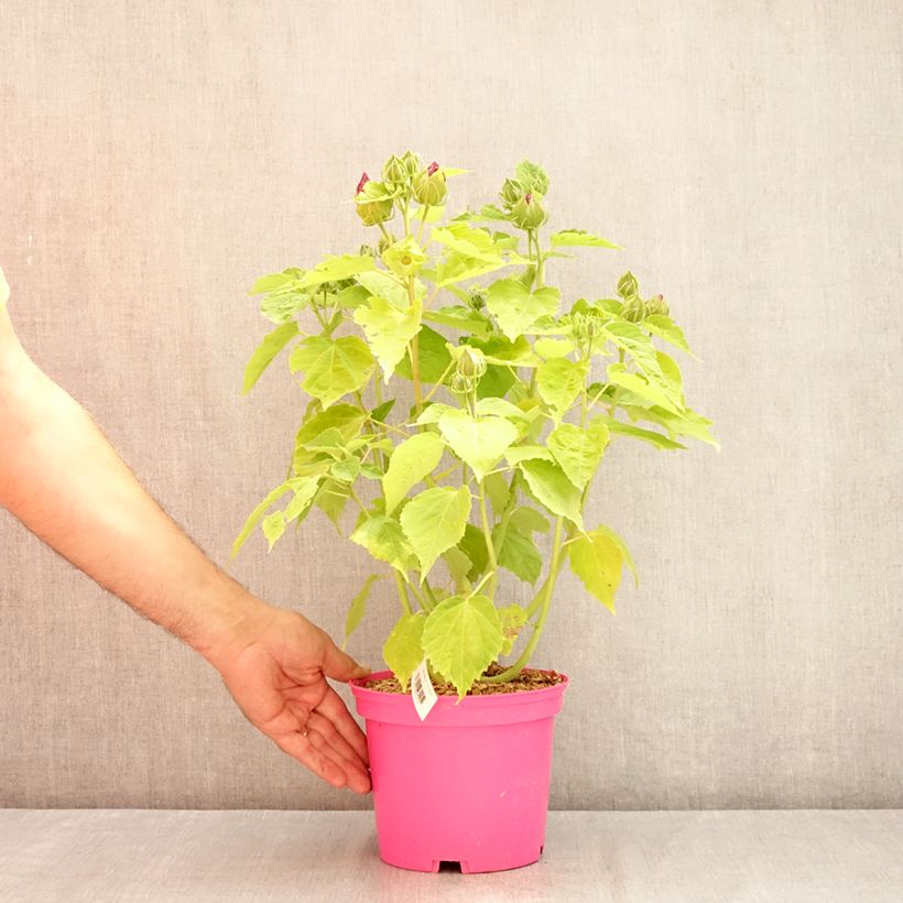 Spécimen de Hibiscus moscheutos Rose - Hibiscus des marais Pot de 2L/3L tel que livré en été