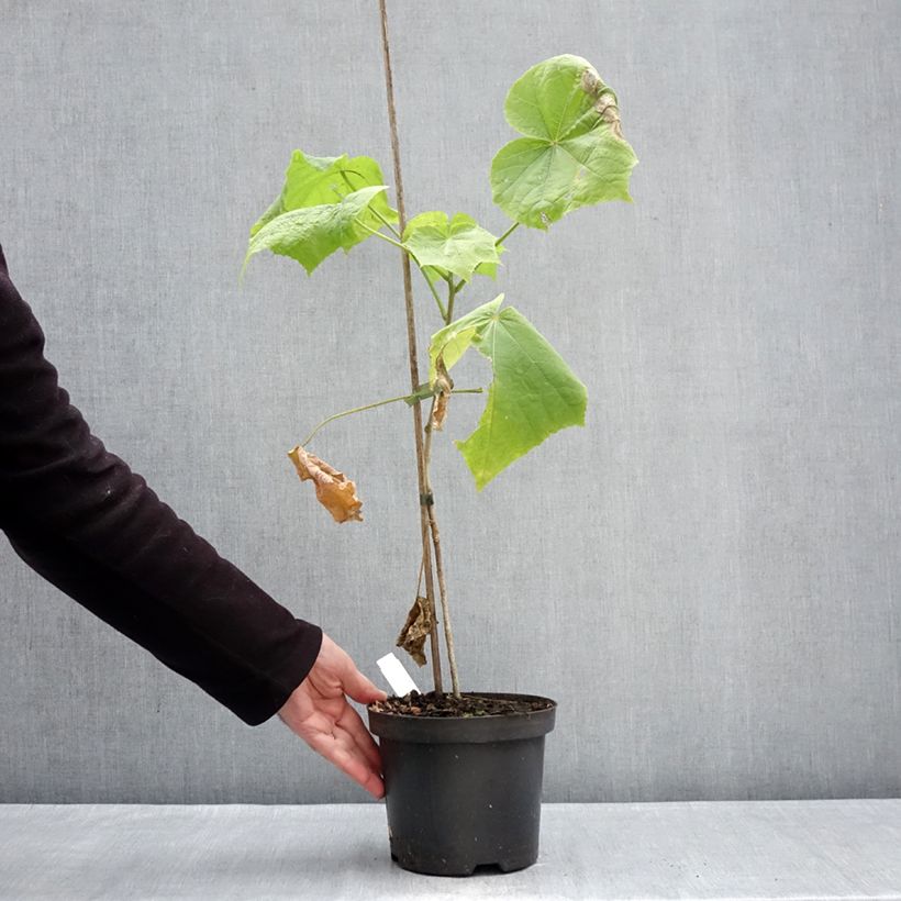 Spécimen de Hibiscus paramutabilis  Pot de 2L/3L tel que livré en hiver