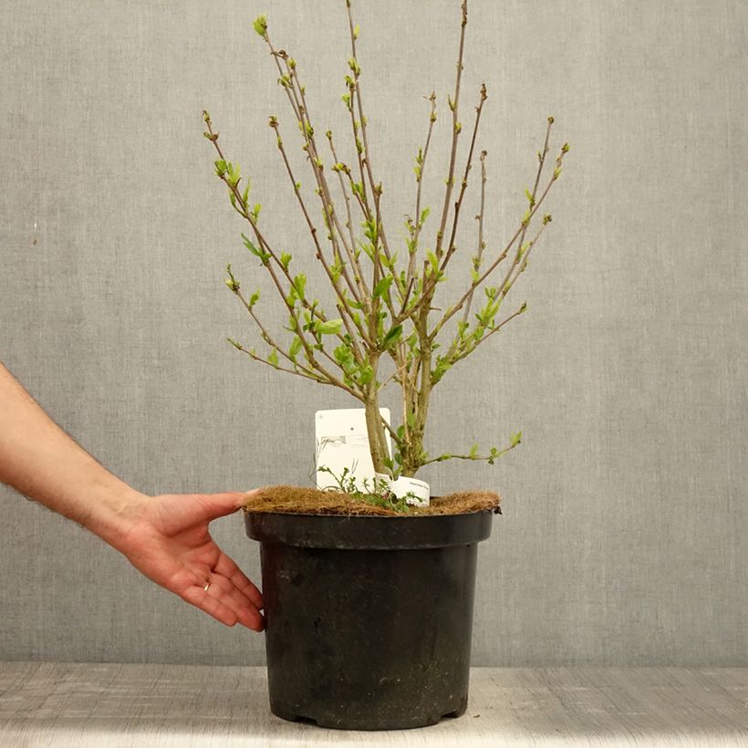 Example of Hibiscus Pink Giant - Althéa rose à coeur rouge Pot de 7,5L/10L as you get in printemps