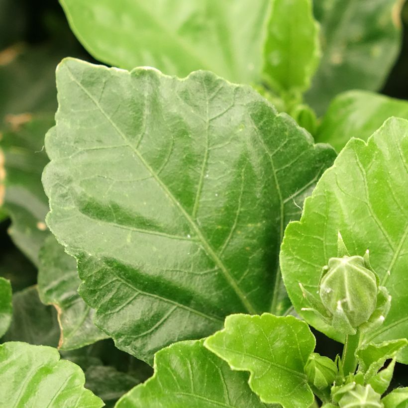 Hibiscus rosa-sinensis - Rose de Chine (Foliage)