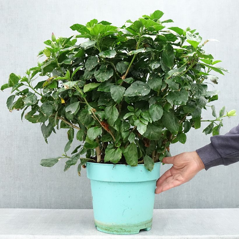 Example of Hibiscus rosa-sinensis - Rose de Chine Pot de 7,5L/10L as you get in printemps