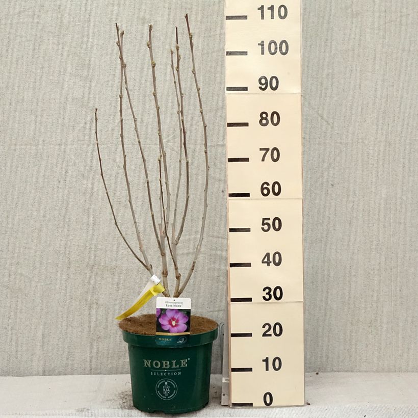 Example of Hibiscus Rose Moon - Althéa rose à coeur rouge Pot de 7,5L/10L as you get in printemps