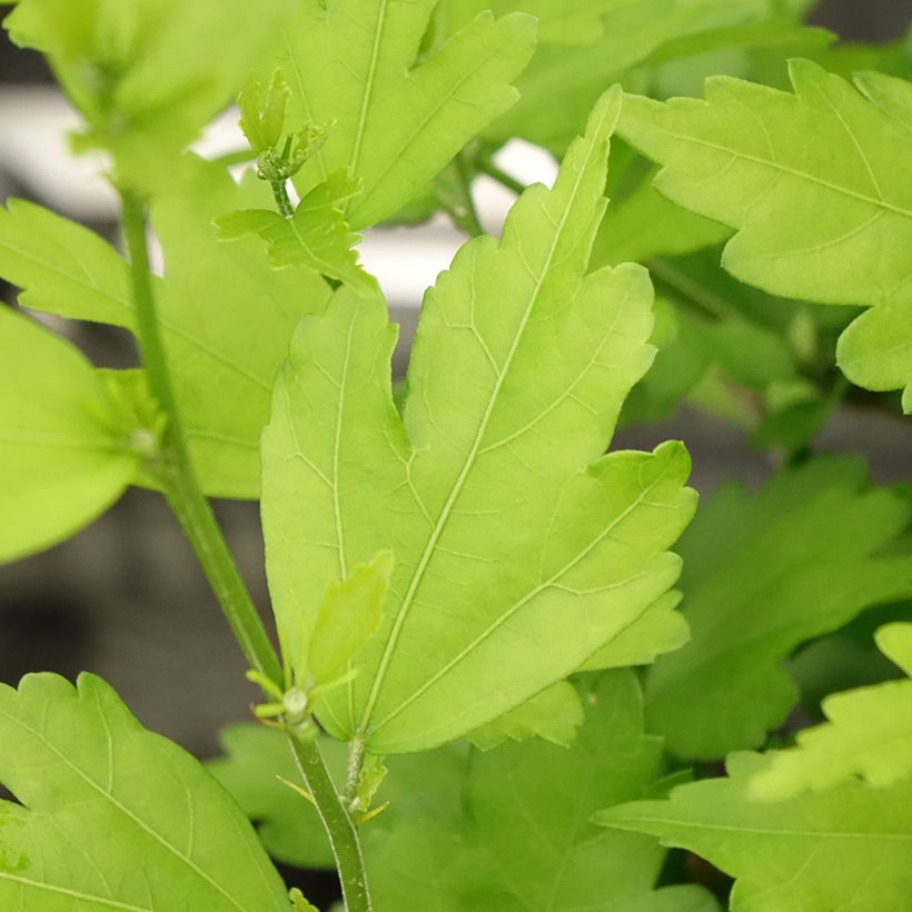 HIbiscus Russian Violet (II) - Althea rose violacé (Foliage)