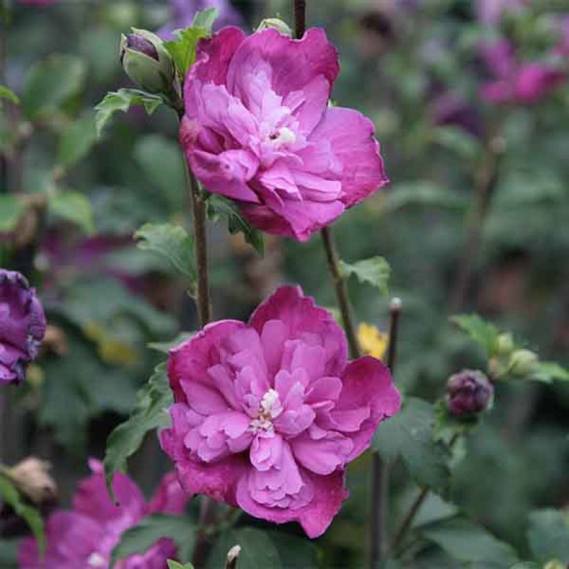 Hibiscus syriacus Purple Ruffles - Althea double pourpre (Flowering)