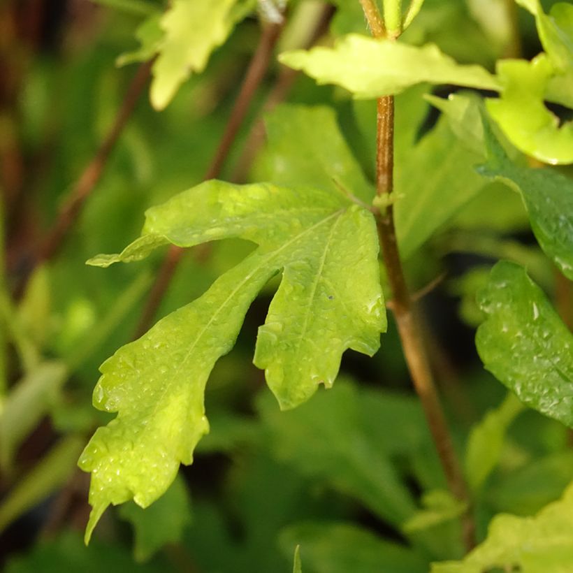 Hibiscus syriacus Admiral Dewey - Althéa blanc double (Foliage)