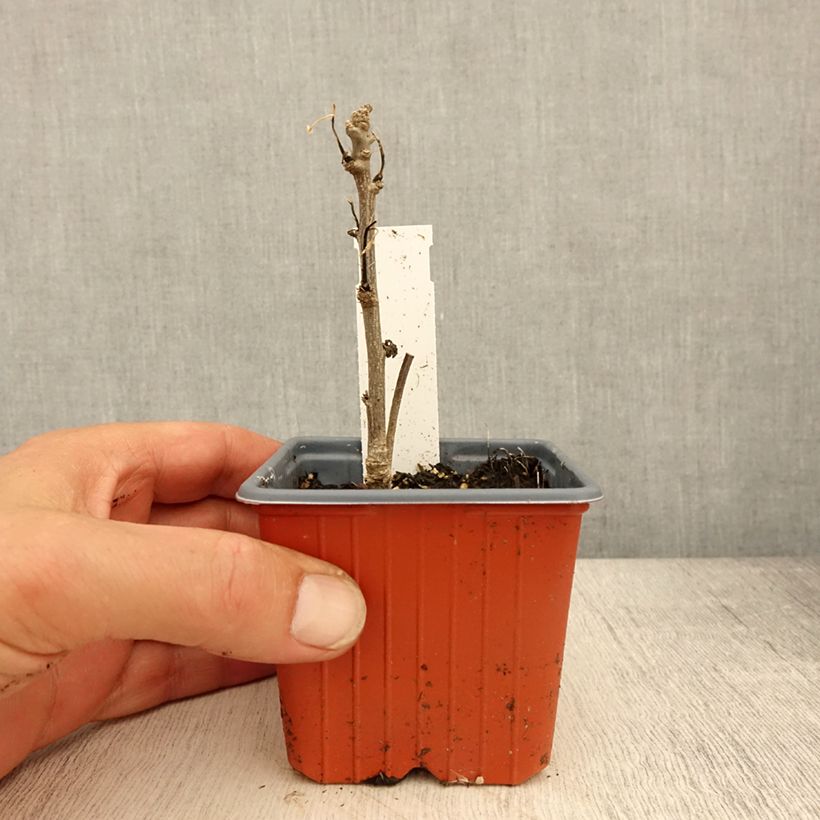 Example of Hibiscus syriacus Admiral Dewey - Althéa blanc double Godet de 8/9 cm as you get in printemps