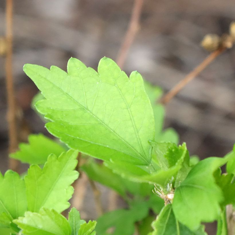 Hibiscus syriacus Ardens - Althéa double (Foliage)