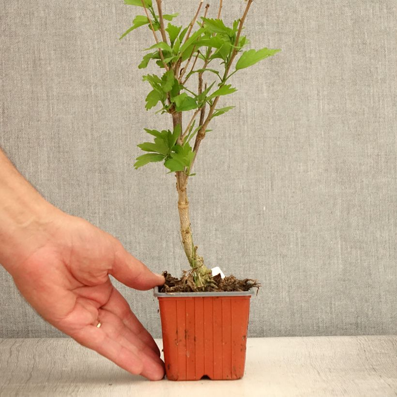 Spécimen de Hibiscus syriacus Ardens - Althéa double Godet de 8/9 cm tel que livré en été