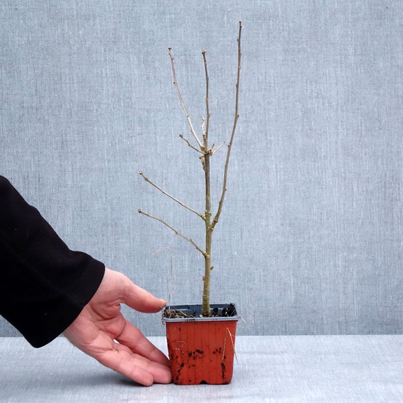 Example of Hibiscus syriacus Ardens - Althéa double Godet de 8/9 cm as you get in hiver
