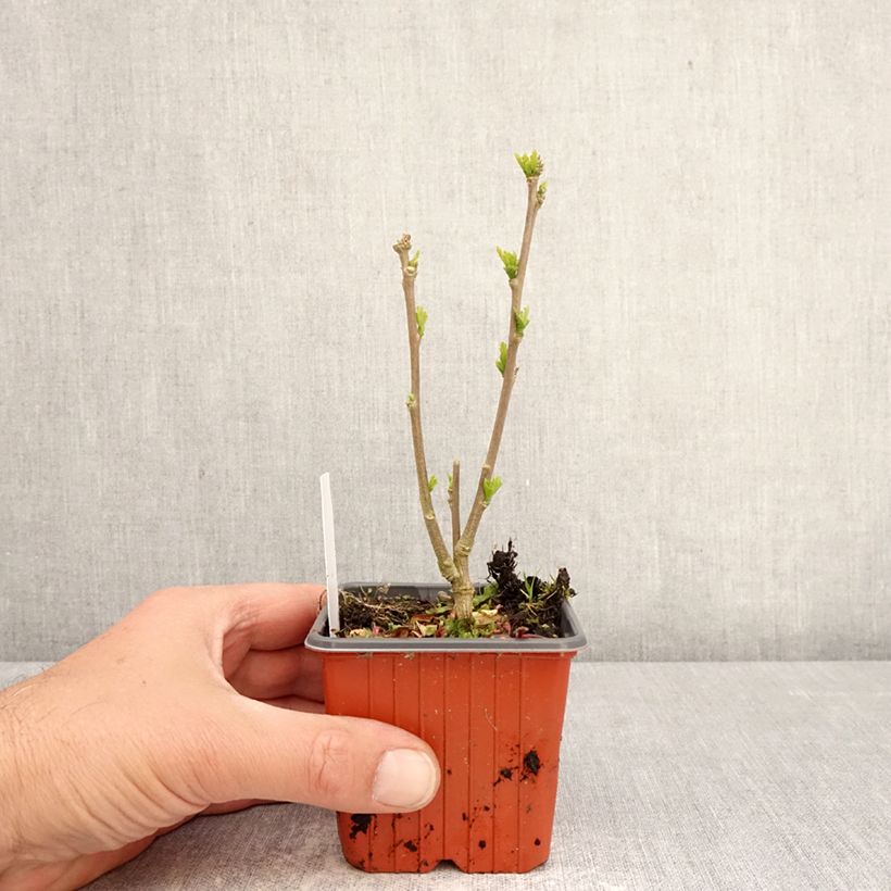 Spécimen de Hibiscus syriacus Ardens - Althéa double Godet de 8/9 cm tel que livré au printemps