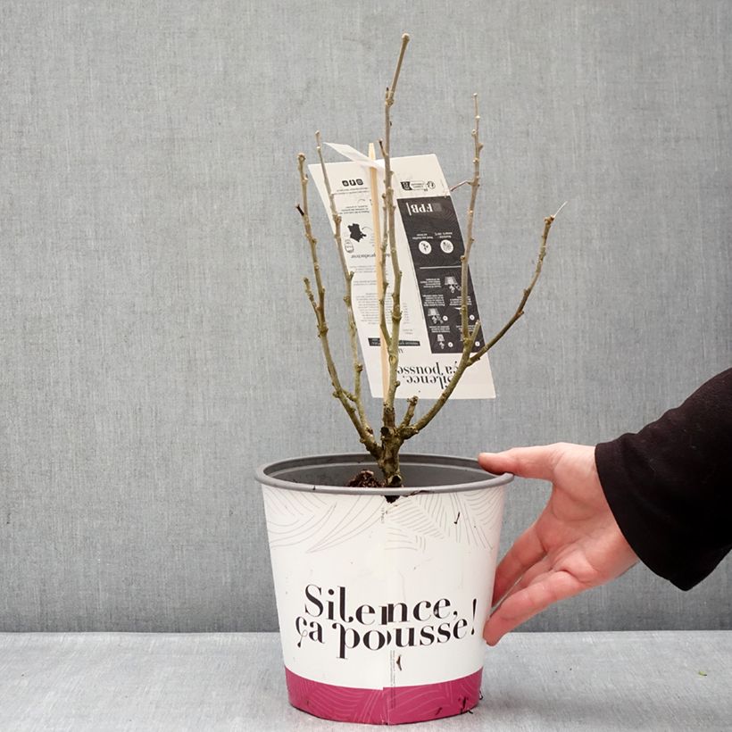 Example of Hibiscus syriacus Beautifull Cobalt - Althéa double Pot de 4L/5L as you get in hiver