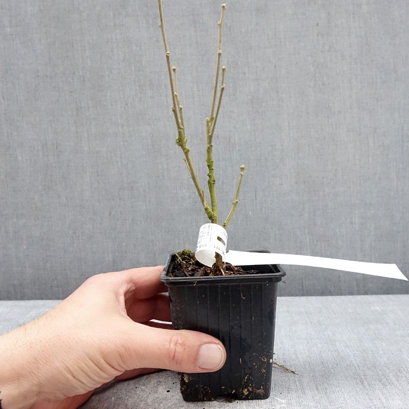 Example of Hibiscus syriacus Beautifull Magenta - Althéa double Godet de 8/9 cm as you get in hiver