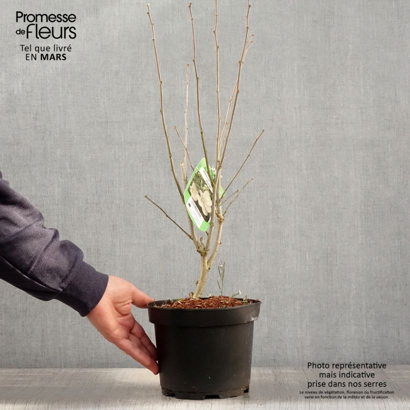 Example of Hibiscus syriacus Diana - Althéa blanc Pot de 3L/4L as you get in printemps