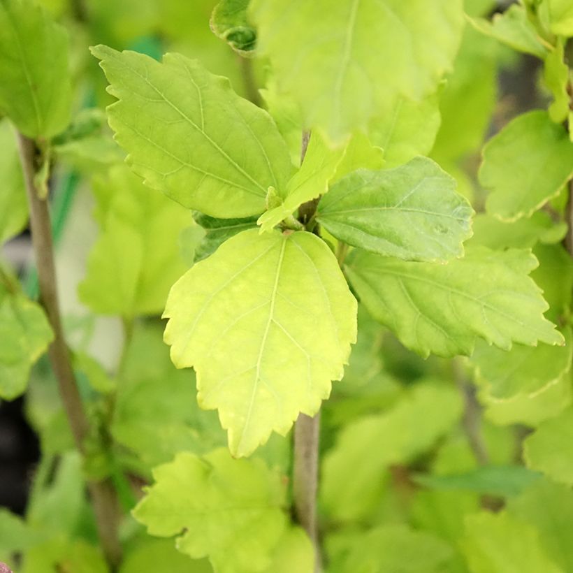 Hibiscus syriacus Diana - Althéa blanc (Foliage)