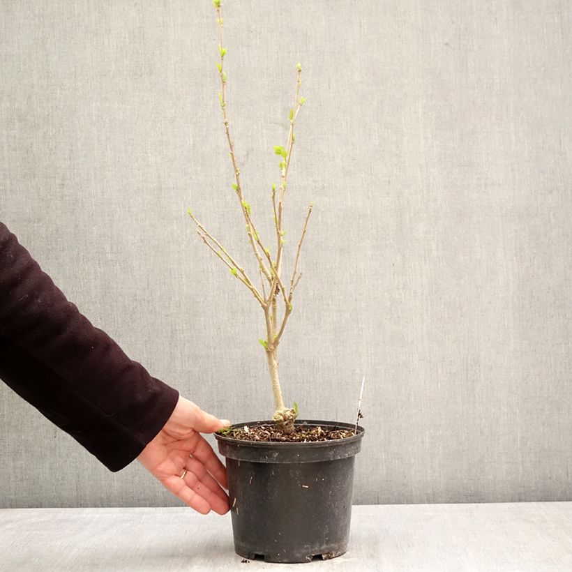 Spécimen de Hibiscus syriacus Eléonore - Althéa simple, blanc pur Pot de 2L/3L tel que livré au printemps