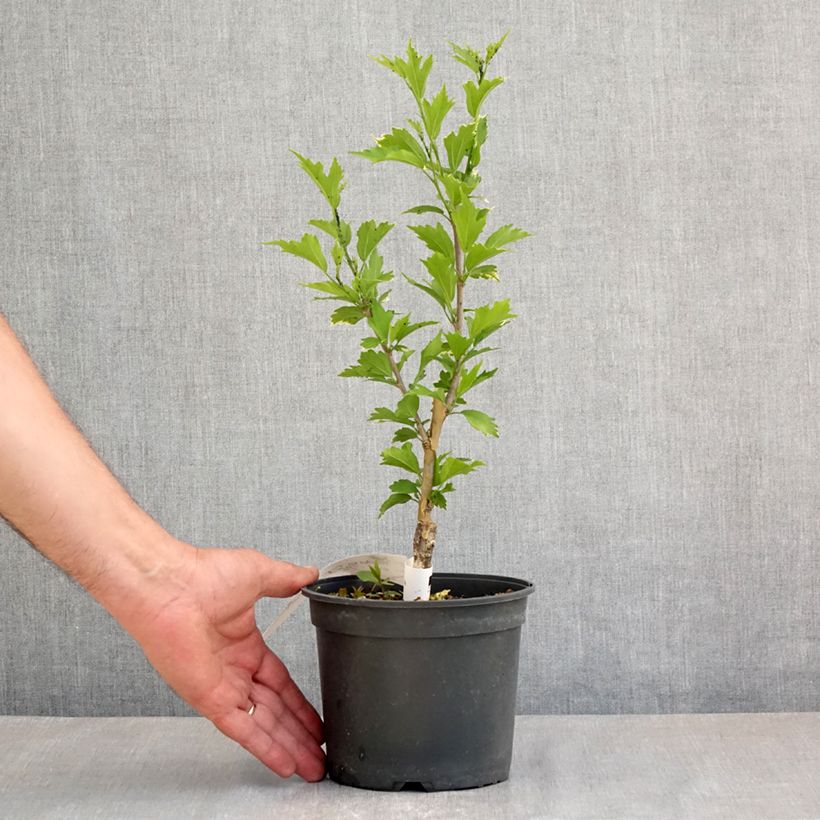 Example of Hibiscus syriacus Flower Tower Purple - Althea rose à coeur rouge Pot de 1,5L/2L as you get in printemps