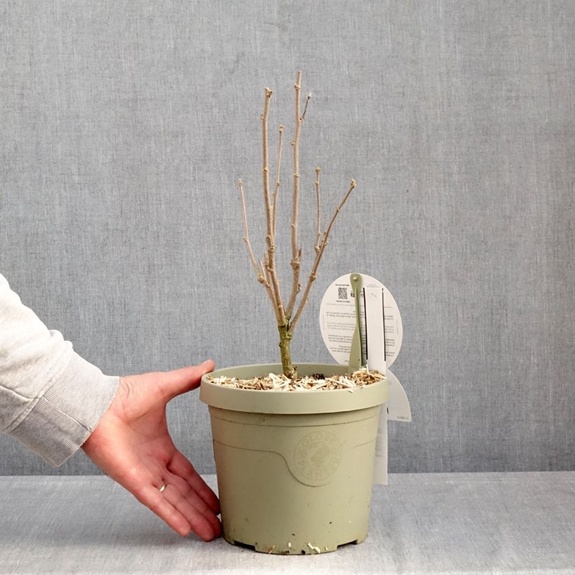 Example of Hibiscus syriacus Flower Tower Purple - Althea rose à coeur rouge Pot de 3L/4L as you get in hiver