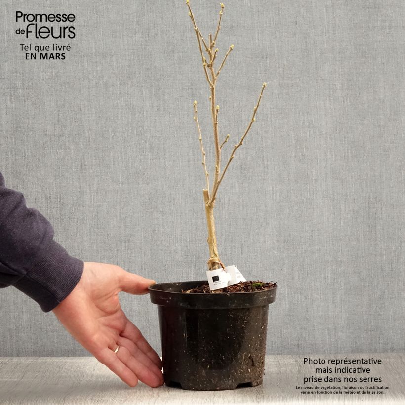 Example of Hibiscus syriacus Flower Tower White - Althea blanc Pot de 1,5L/2L as you get in printemps