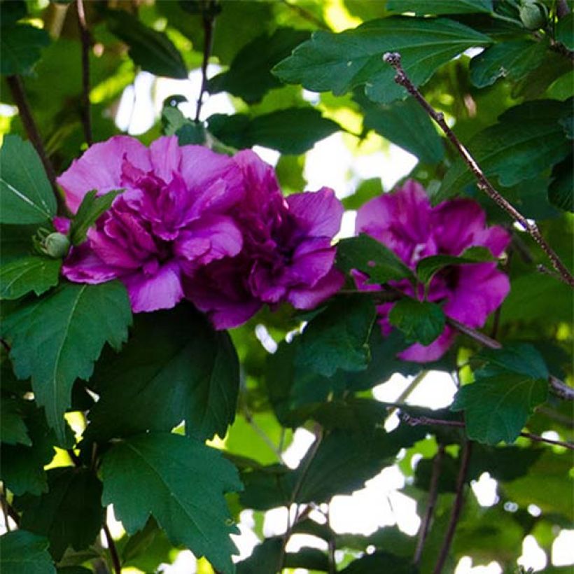 Hibiscus syriacus Freedom - Althéa (Flowering)
