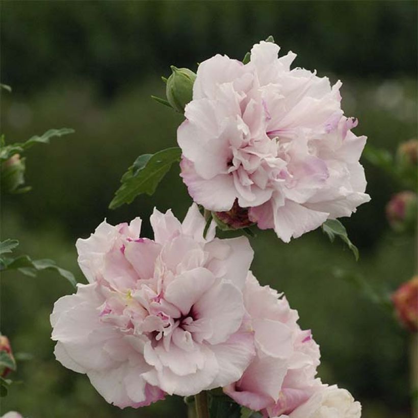 Hibiscus syriacus French Cabaret Pastel - Althéa blanc rose double (Flowering)