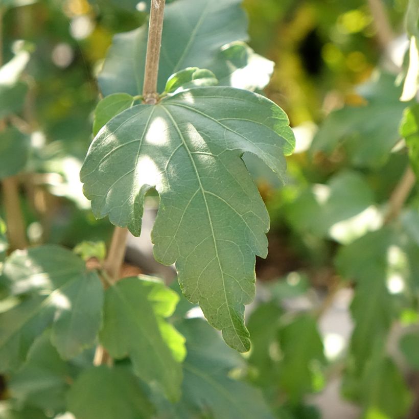 Hibiscus syriacus French Point - Althéa à fleurs doubles (Foliage)