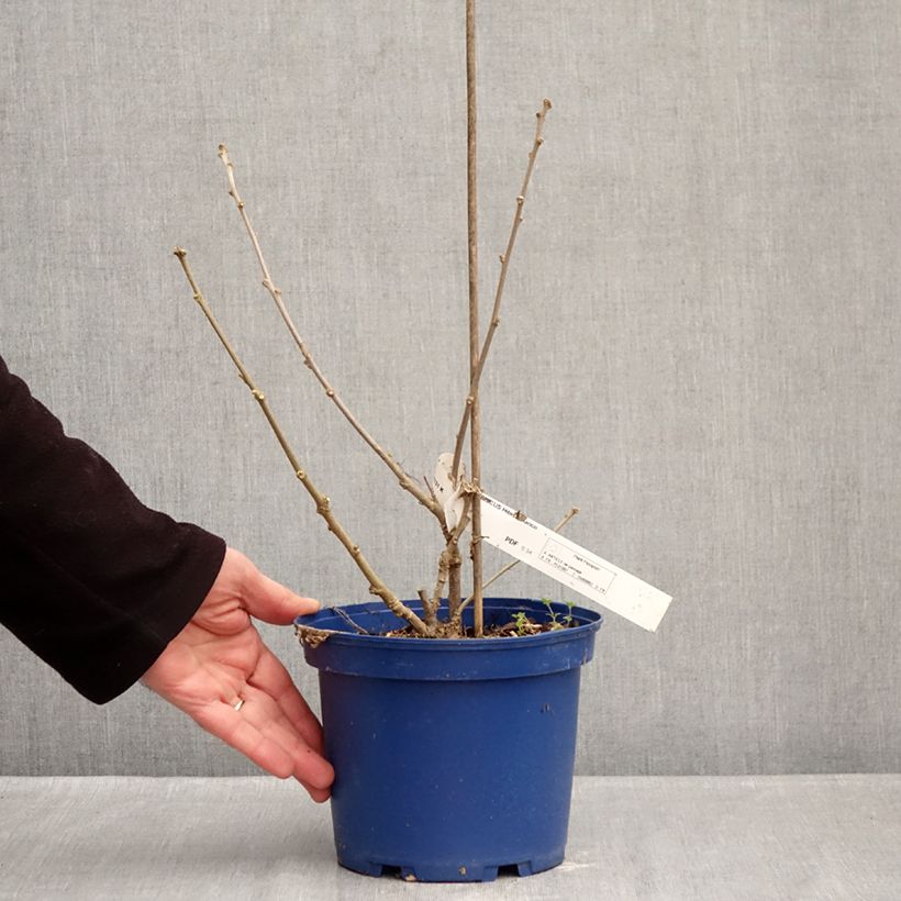 Example of Hibiscus syriacus Hibisa Blanco - Althéa Pot de 3L/4L as you get in hiver
