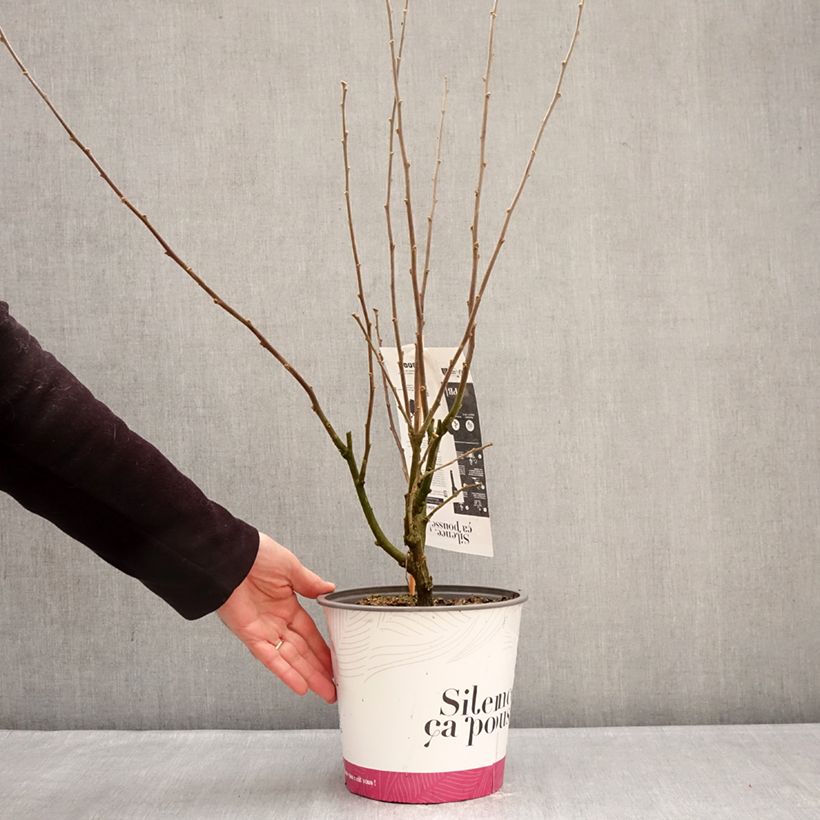 Example of Hibiscus syriacus Igloo - Althéa double Pot de 4L/5L as you get in hiver