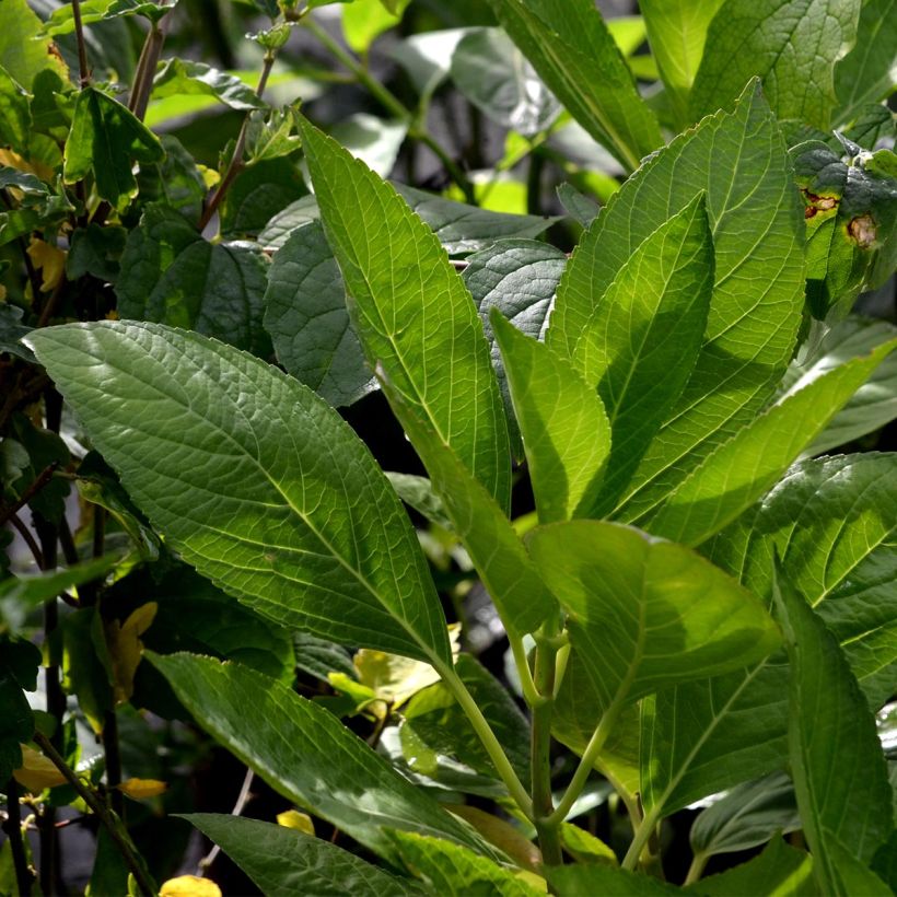 Hibiscus syriacus Lavender Chiffon - Althéa rose (Foliage)