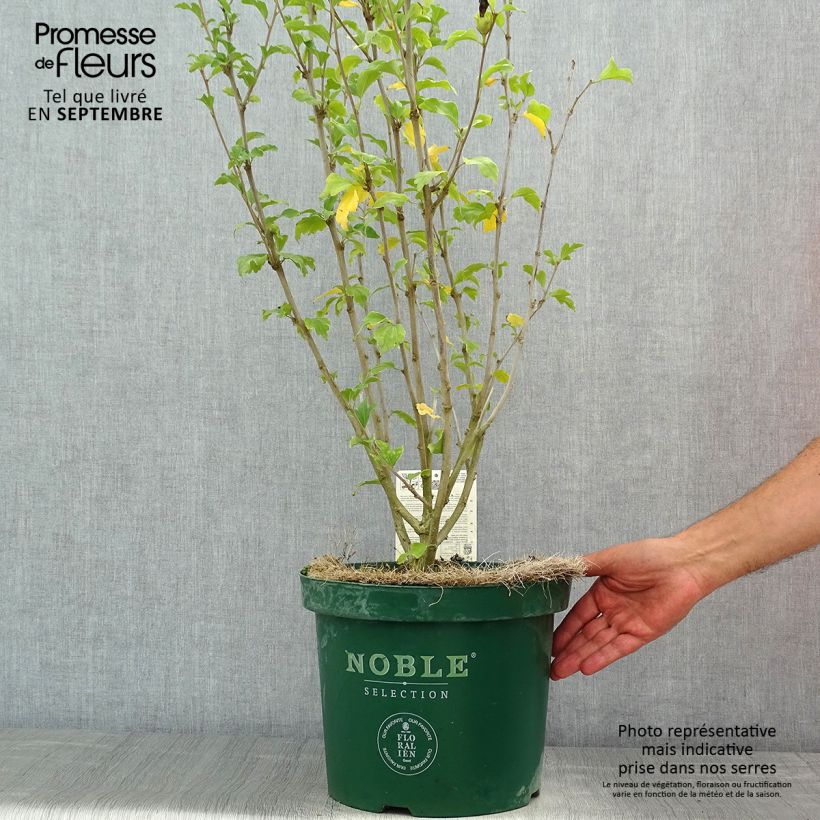 Spécimen de Hibiscus syriacus Magenta Chiffon - Althea double rose pourpre vif Pot de 6L/7L tel que livré en été