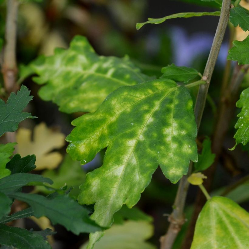 Hibiscus syriacus Oiseau Bleu (Marina) - Althéa bleu (Foliage)