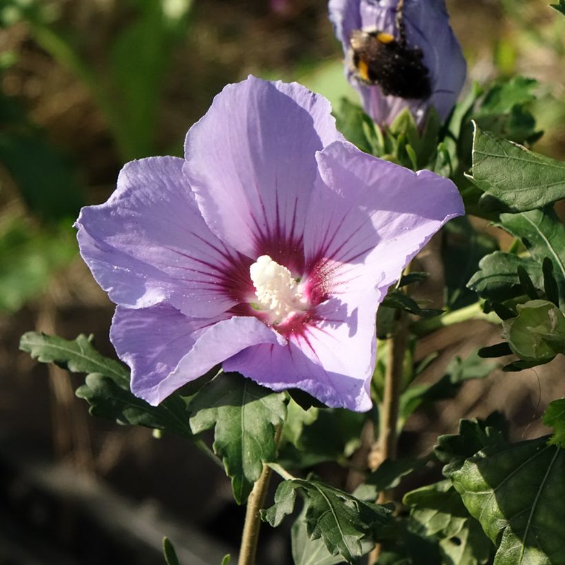 Hibiscus syriacus Oiseau Bleu (Marina) - Althéa bleu (Flowering)