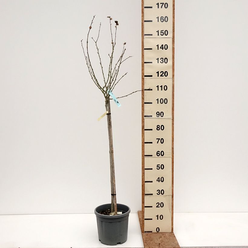 Example of Hibiscus syriacus Oiseau Bleu (Marina) - Althéa bleu Pot de 7,5L/10L, Demi-Tige as you get in hiver