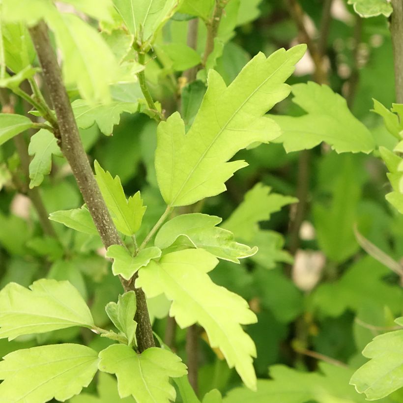 Hibiscus syriacus Pinky Spot - Althéa rose (Foliage)
