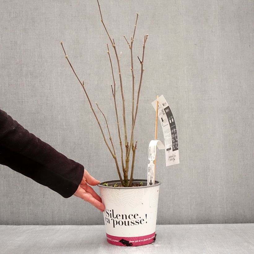 Example of Hibiscus syriacus Pompei - Althéa double Pot de 4L/5L as you get in hiver