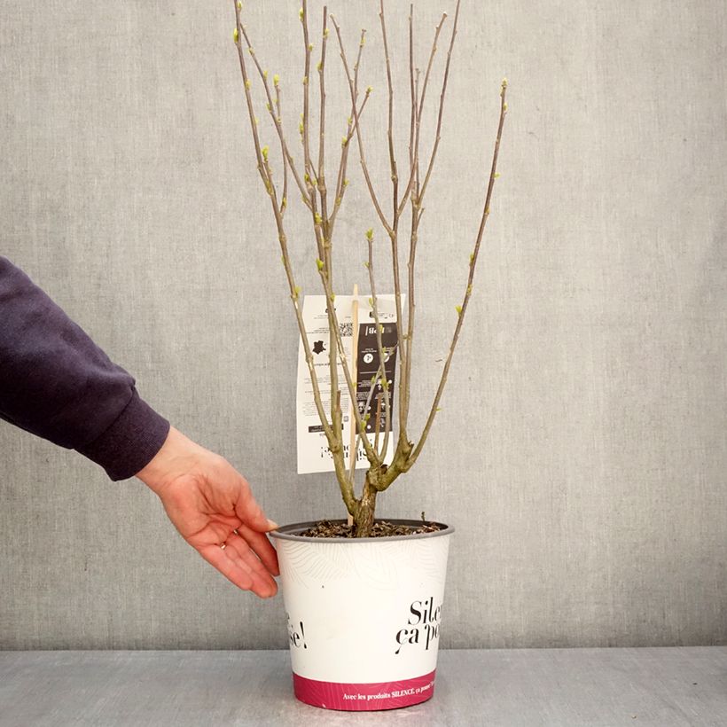 Spécimen de Hibiscus syriacus Pompei - Althéa double Pot de 4L/5L tel que livré au printemps