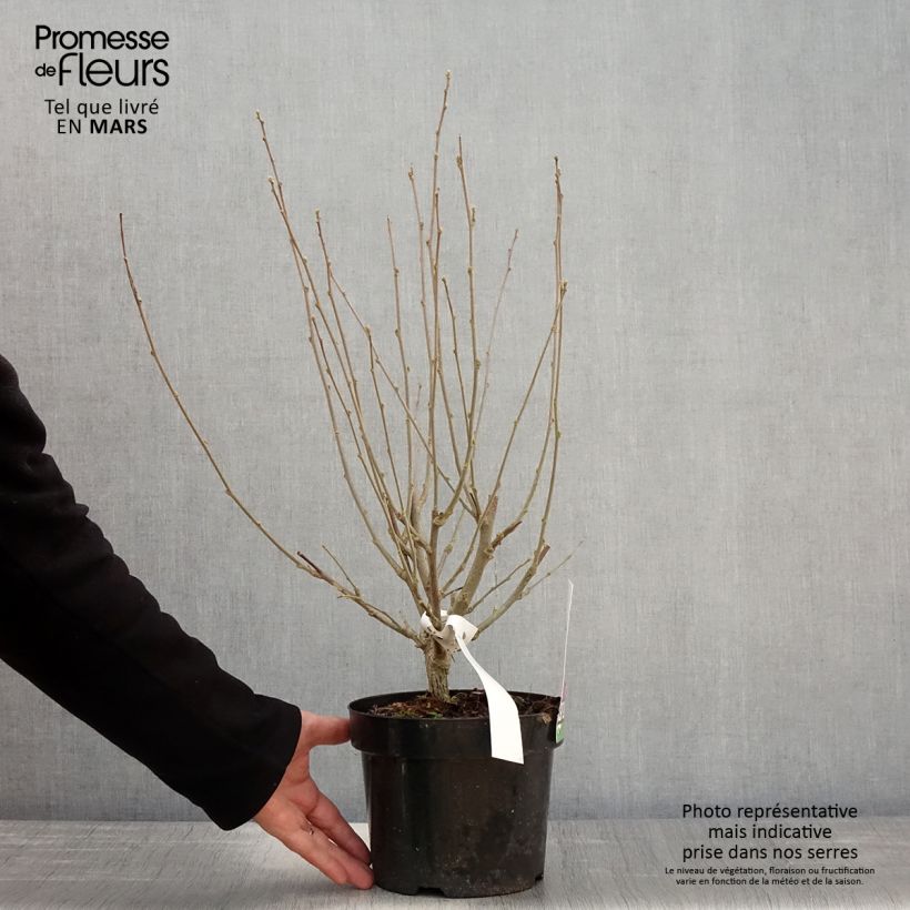 Example of Hibiscus syriacus Purple Ruffles - Althea double pourpre Pot de 3L/4L as you get in printemps