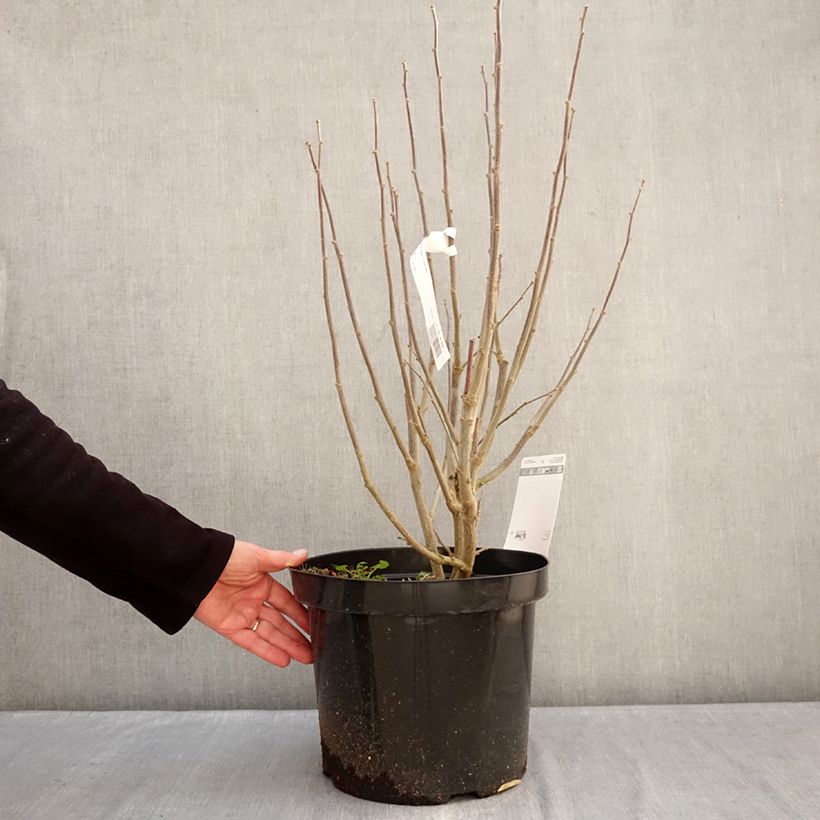 Example of Hibiscus syriacus Purple Ruffles - Althea double pourpre Pot de 7,5L/10L as you get in hiver