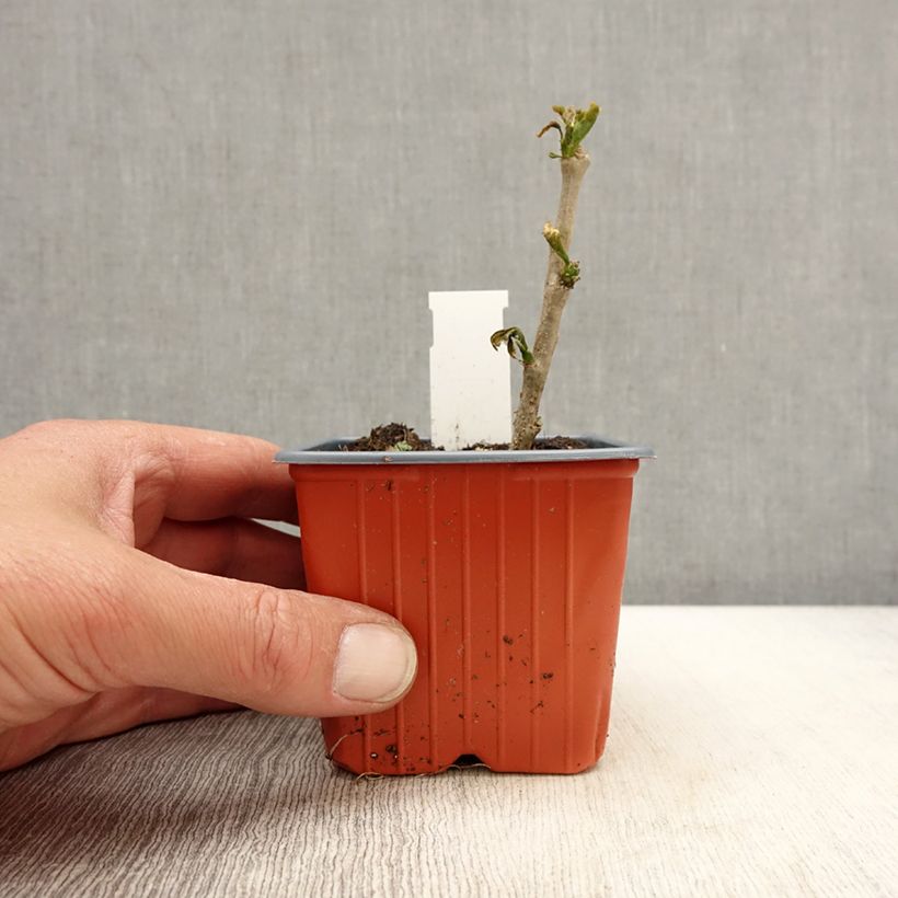 Example of Hibiscus syriacus Red Heart - Mauve en arbre Godet de 8/9 cm as you get in printemps