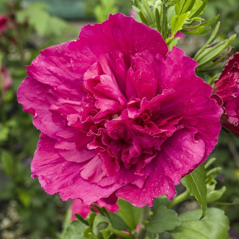 Hibiscus syriacus Ruby Chiffon - Althéa double rouge (Floraison)